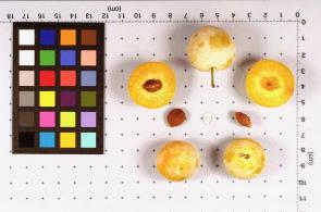 Click for 1 image(s) for this accession. FRUIT